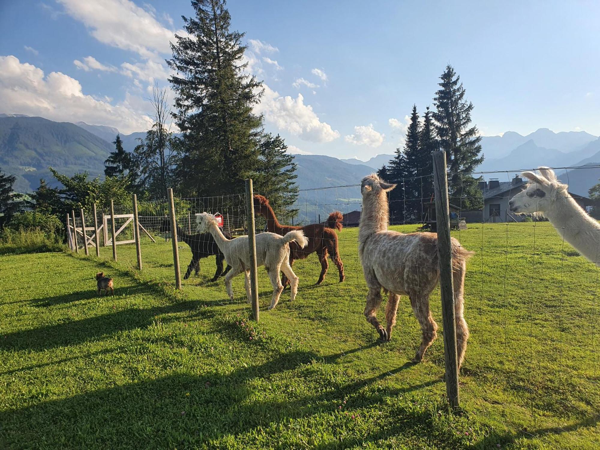 Pension Alpenhaus Vorderstoder 外观 照片